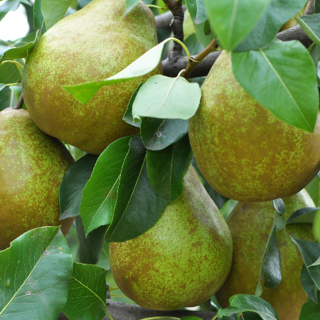 Poire -Dubbel flip  (kg)