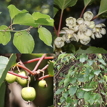 Jus pomme/prune/kiwai  (ℓ)