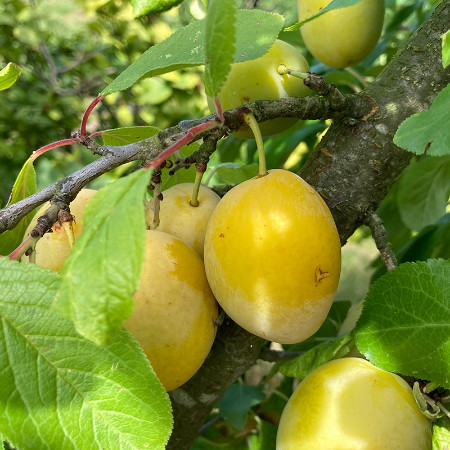 Prunes vertes "Belle de Thulin"  (kg)