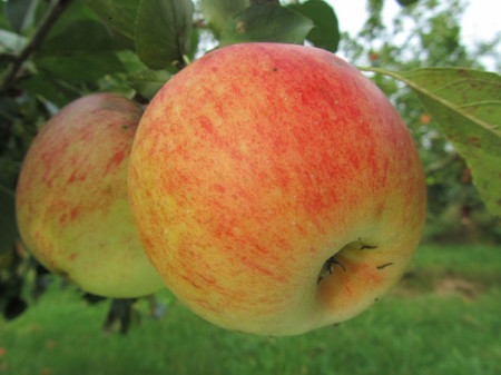 Pommes James Grieve  (kg)
