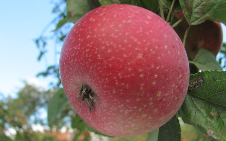 Pommes Reinette étoilée  (kg)